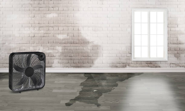 Best Professional water damage repair  in Dawsonville, GA